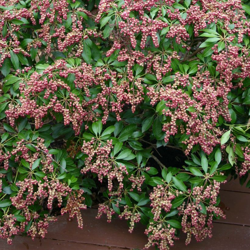 Andromède du Japon - Pieris Japonica Valley Valentine (Floraison)