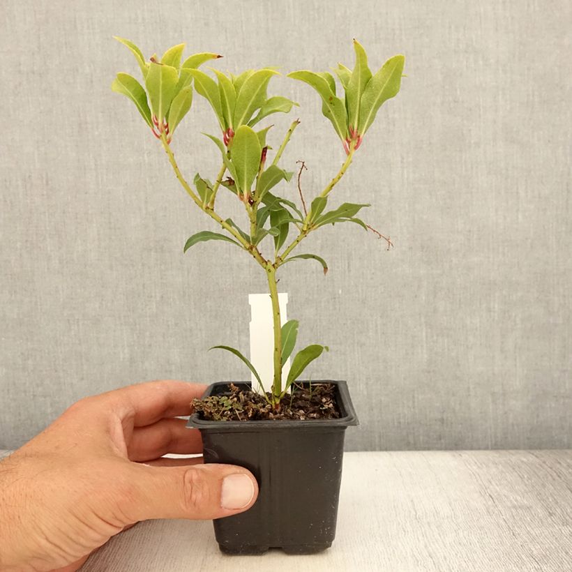 Spécimen de Andromède du Japon - Pieris japonica Forest Flame Godet de 8/9 cm tel que livré en été