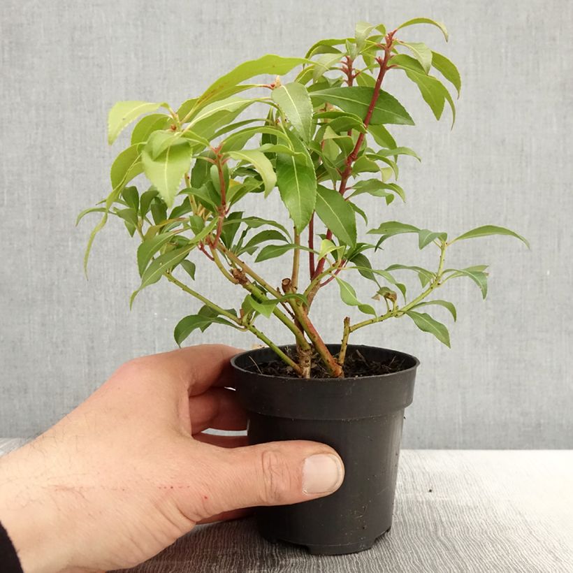 Spécimen de Andromède du Japon - Pieris japonica Forest Flame Godet de 8/9 cmHauteur livrée env. 10/15cm tel que livré au printemps