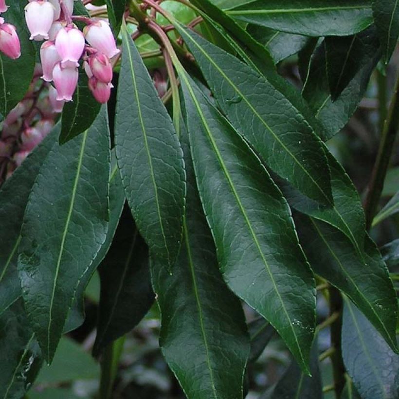 Andromède du Japon - Pieris Pink Passion (Feuillage)