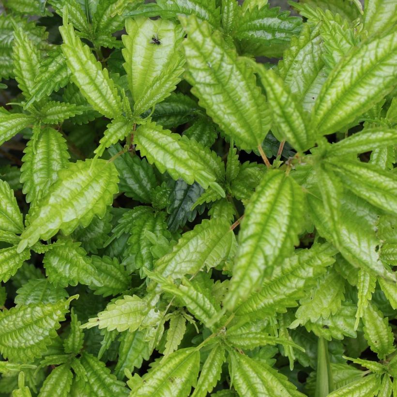 Pilea matsudai Taiwan Silver (Feuillage)