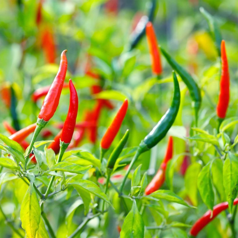 Piment Demon Red - Capsicum annuum (Récolte)