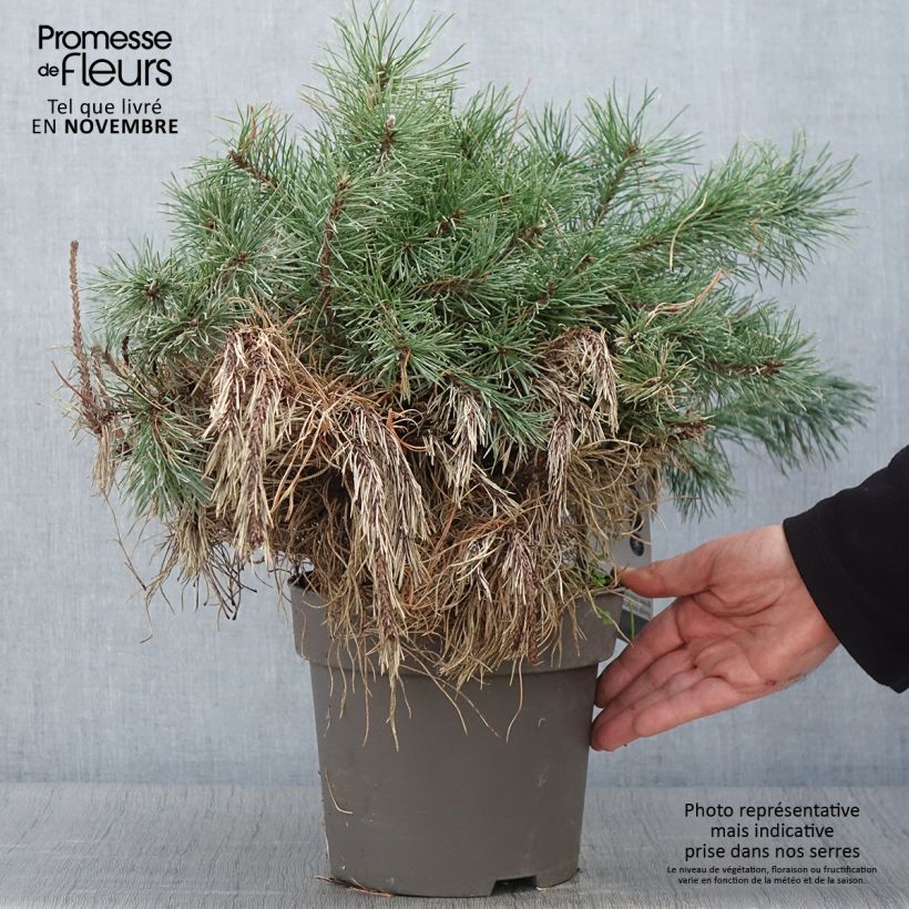 Spécimen de Pin à crochets ou Pin de Briançon - Pinus uncinata tel que livré en automne