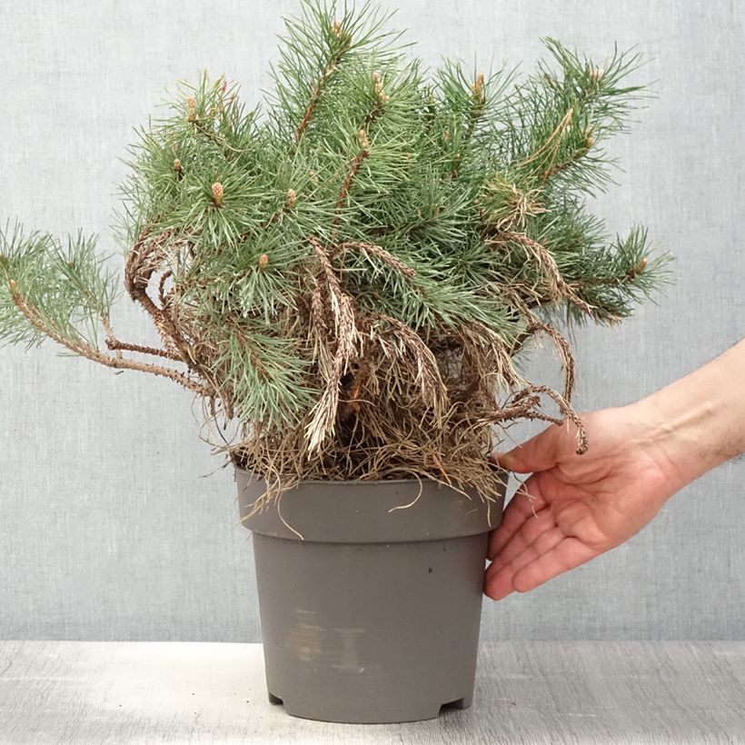 Spécimen de Pin à crochets ou Pin de Briançon - Pinus uncinata - Pot  tel que livré au printemps