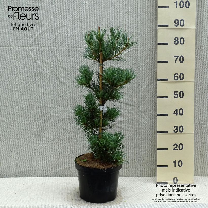 Spécimen de Pin blanc des japonais - Pinus parviflora Tempelhof Pot de 7,5L/10L tel que livré en été