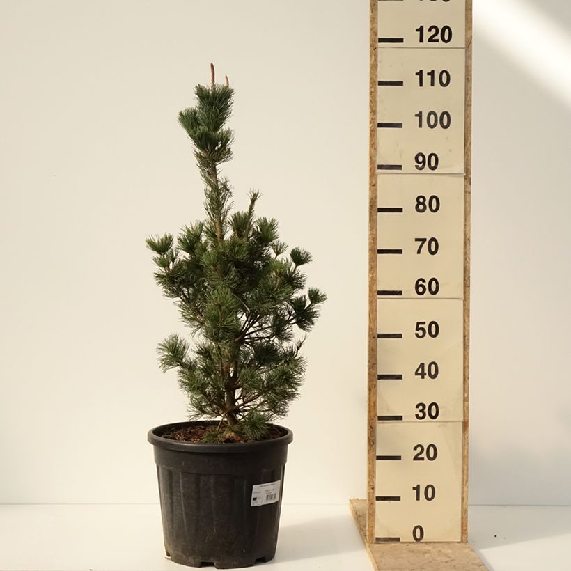 Spécimen de Pin blanc du Japon nain - Pinus parviflora Iribune Pot de 18L/20L tel que livré en hiver