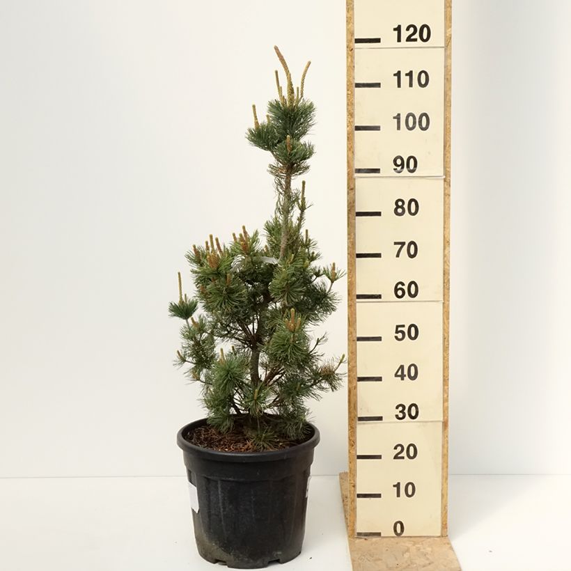 Spécimen de Pin blanc du Japon nain - Pinus parviflora Iribune Pot de 18L/20LHauteur livrée env. 60/70cm tel que livré au printemps