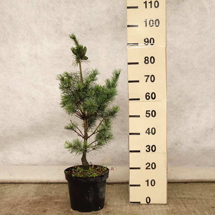 Spécimen de Pin blanc du Japon - Pinus parviflora Bergman                       Pot de 7,5L/10L tel que livré en été