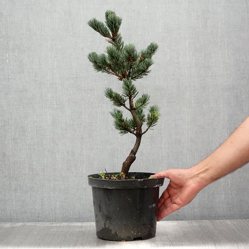 Spécimen de Pin blanc du Japon - Pinus parviflora Fukai  Pot de 4L/5L tel que livré en été