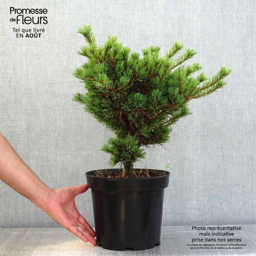 Spécimen de Pin blanc du Japon - Pinus parviflora Kokuho                      Pot de 7,5L/10L tel que livré en été