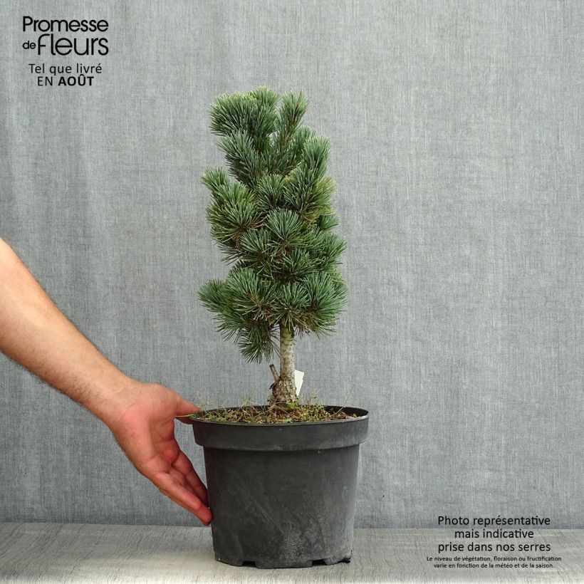 Spécimen de Pin cembro nain - Pinus cembra Compacta Glauca                   Pot de 4L/5L tel que livré en été