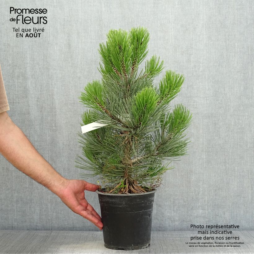 Spécimen de Pin de bosnie - Pinus heldreichii (leucodermis) Compact Gem Pot de 4L/5L tel que livré en été