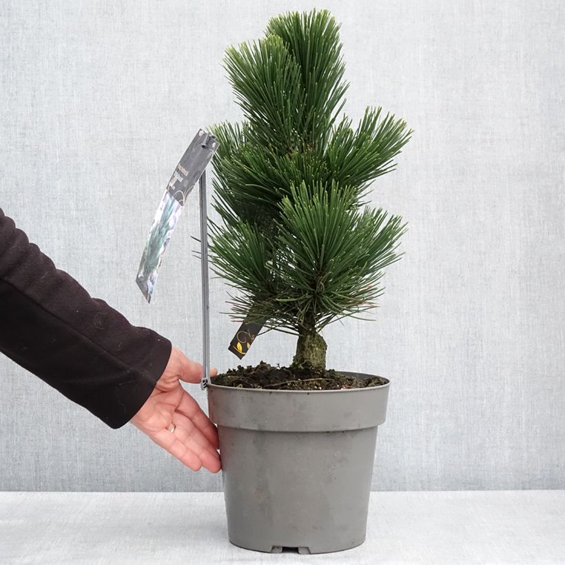 Spécimen de Pin de Bosnie - Pinus heldreichii (leucodermis) Little Dracula - Pot de 4L/5L tel que livré au printemps