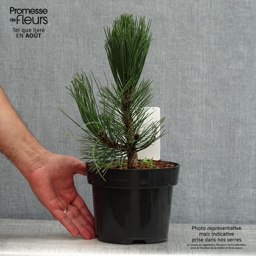 Spécimen de Pin de Bosnie - Pinus heldreichii Malinkii Pot de 2L/3L tel que livré en été
