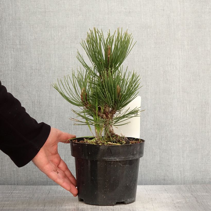 Spécimen de Pin de Bosnie - Pinus heldreichii Malinkii en pot de 2l/3l tel que livré au printemps