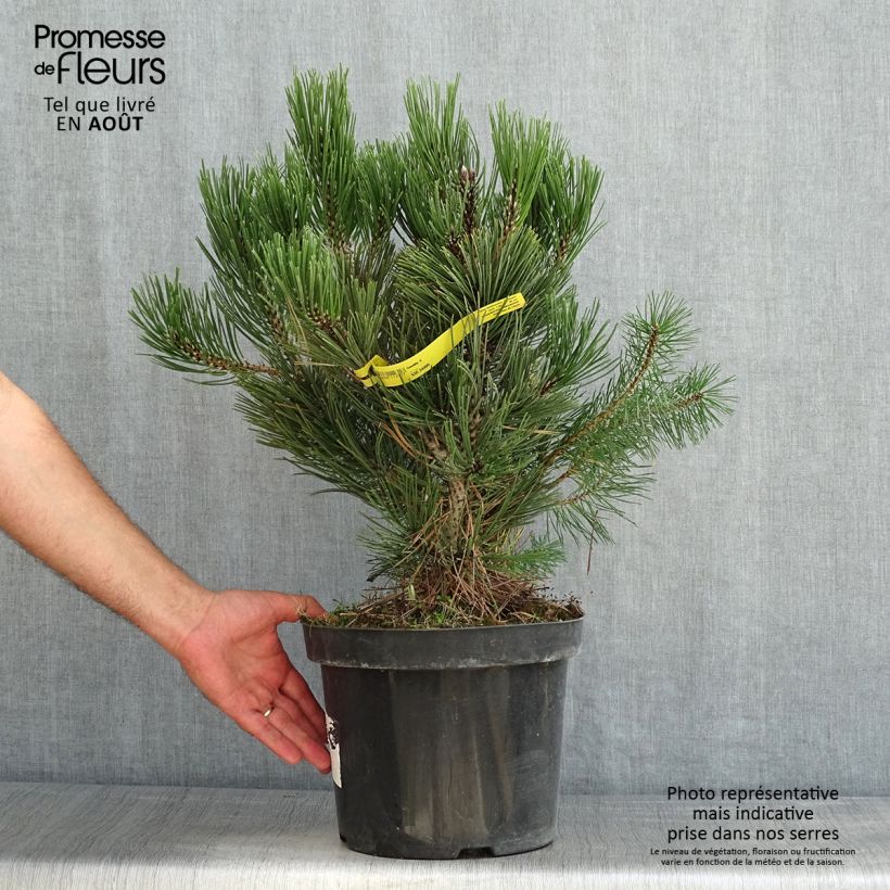 Spécimen de Pin de Bosnie - Pinus heldreichii Malinkii Pot de 7,5L/10L tel que livré en été
