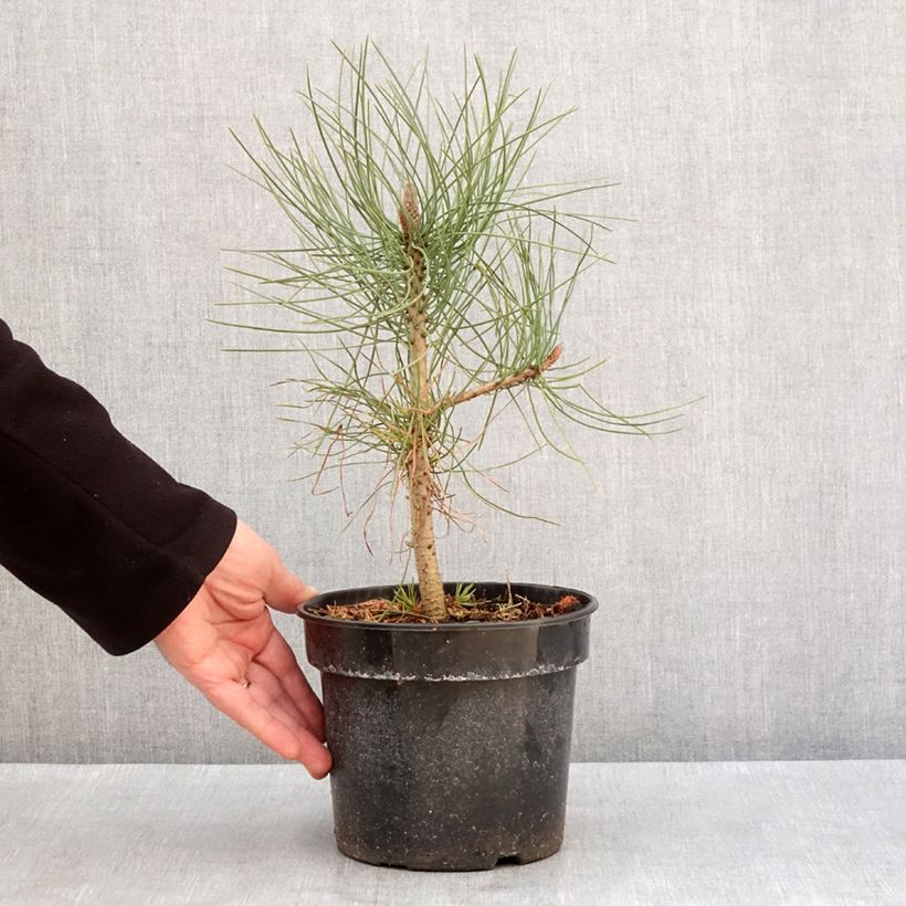 Spécimen de Pin de Jeffrey - Pinus jeffreyi Pot de 3L/4L tel que livré en hiver