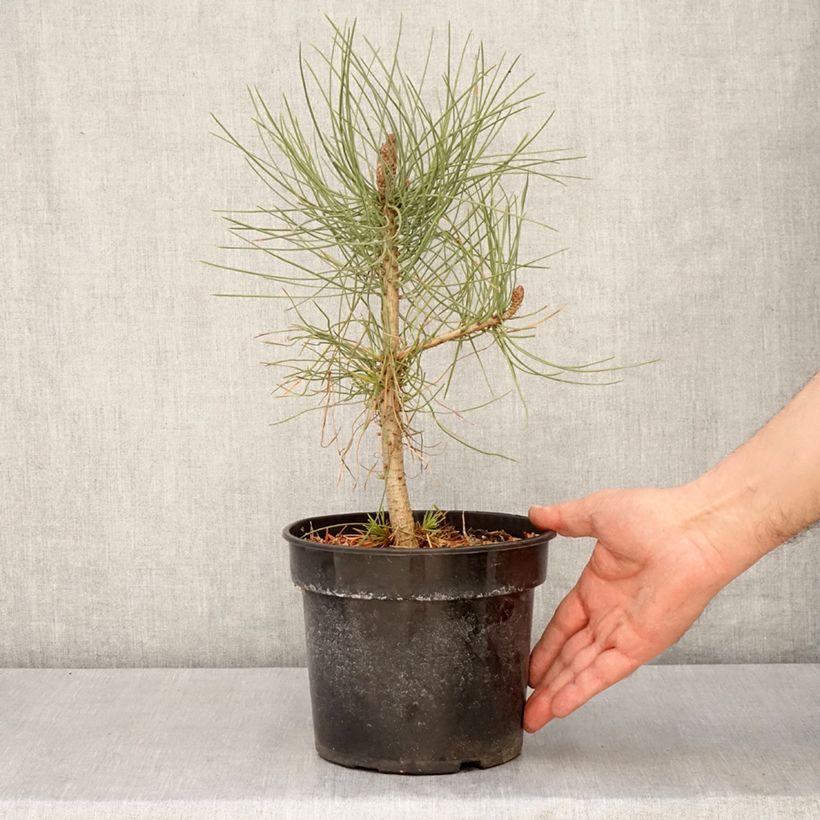 Spécimen de Pin de Jeffrey - Pinus jeffreyi - Pot de 3L/4L tel que livré au printemps