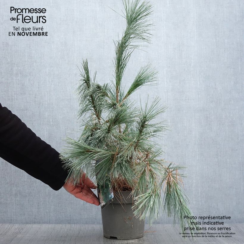 Spécimen de Pin de l'Himalaya - Pinus wallichiana Densa Hill Pot de 3L/4L tel que livré en automne
