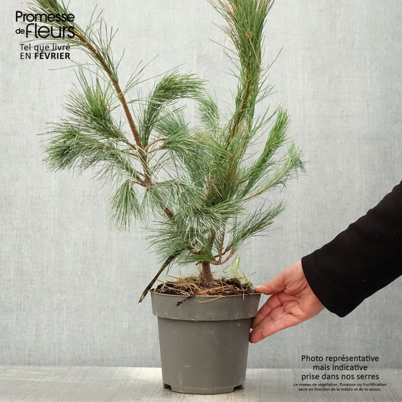 Spécimen de Pin de l'Himalaya - Pinus wallichiana Densa Hill tel que livré en hiver
