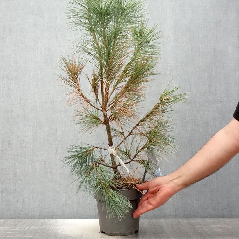 Spécimen de Pin de l'Himalaya - Pinus wallichiana Densa Hill tel que livré au printemps