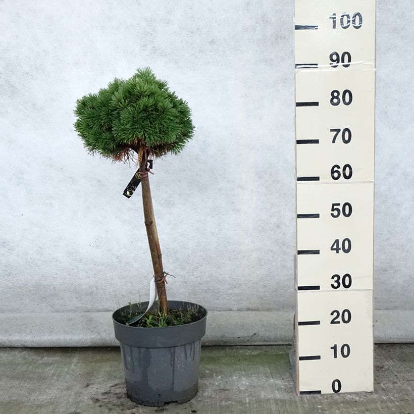 Spécimen de Pin de montagne - Pinus mugo Allgäu Pot de 4L/5L, Tige de 40 cm tel que livré en été