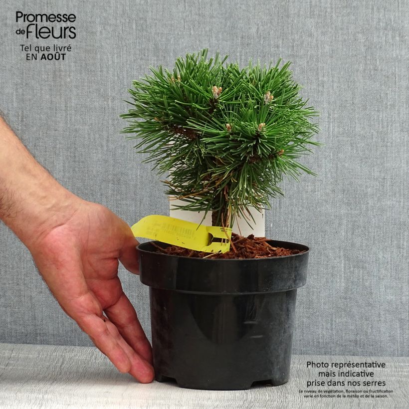 Example of Pin de montagne - Pinus mugo Benjamin as you get in ete