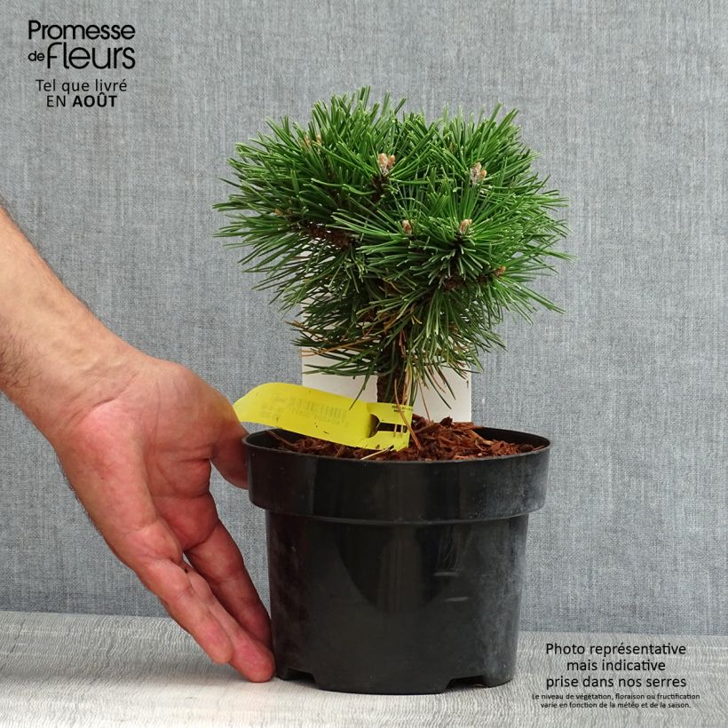 Spécimen de Pin de montagne - Pinus mugo Benjamin Pot de 2L/3L tel que livré en été