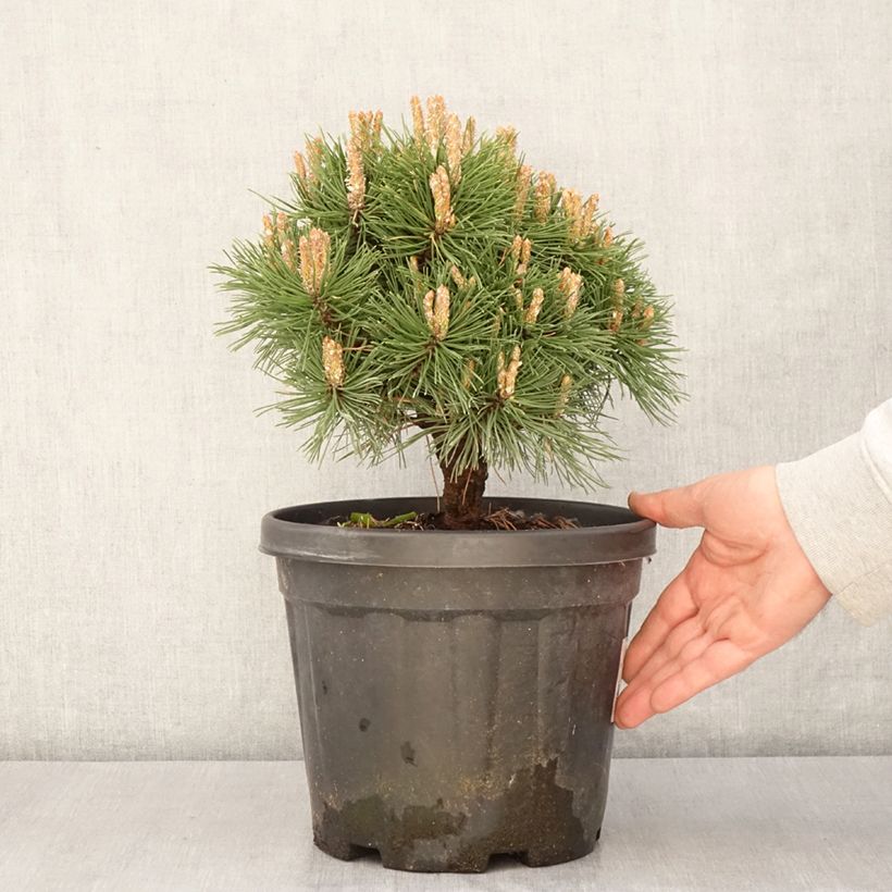Spécimen de Pin de montagne - Pinus mugo Benjamin en pot de 2l/3l tel que livré au printemps
