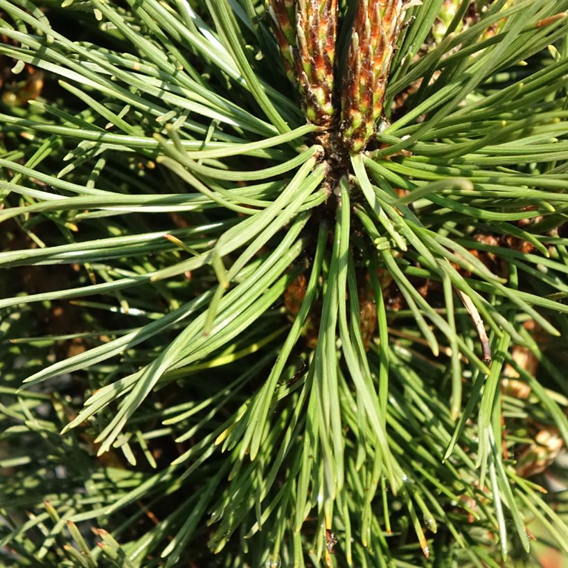 Pin de montagne - Pinus mugo Benjamin (Feuillage)