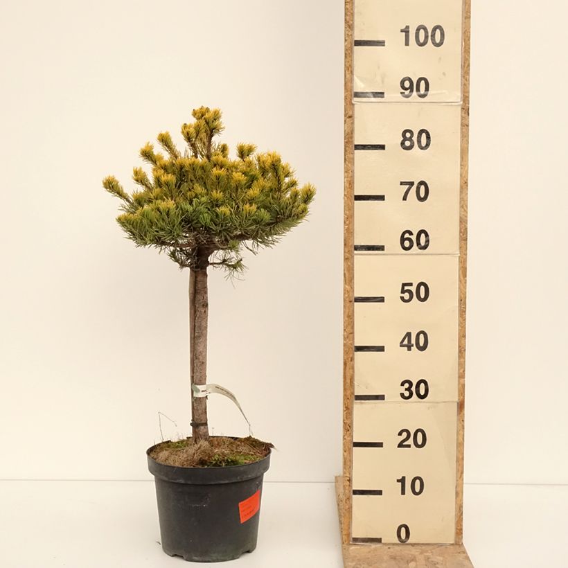 Spécimen de Pin de montagne - Pinus mugo Carsten's Wintergold Pot de 7,5L/10L tel que livré en hiver