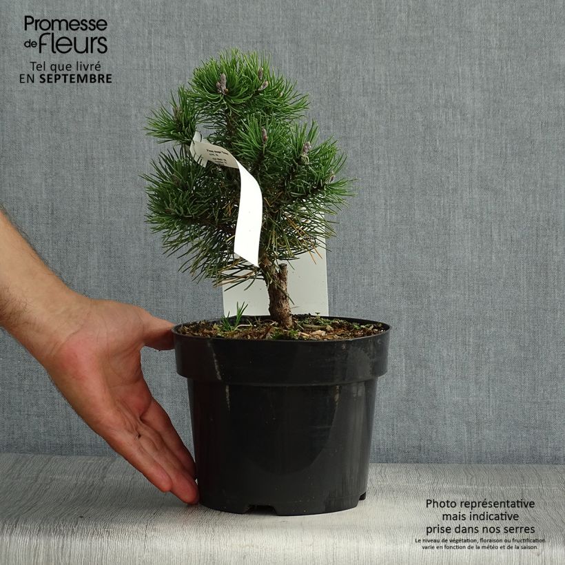 Spécimen de Pin de montagne - Pinus mugo Gnom Pot de 2L/3L tel que livré en été
