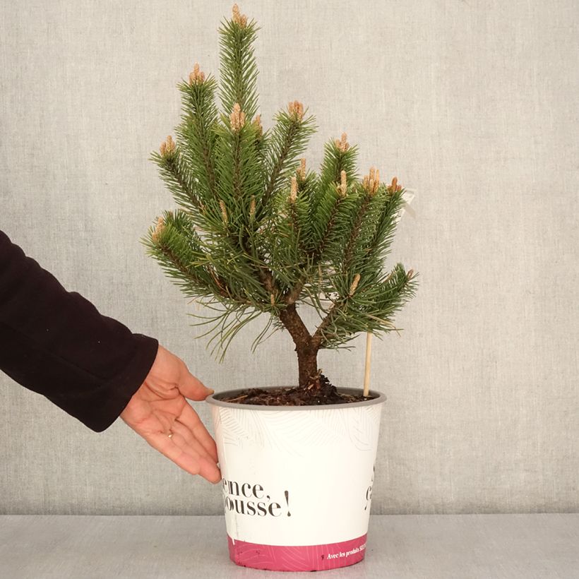 Spécimen de Pin de montagne - Pinus mugo Gnom en pot de 2L/3L tel que livré au printemps