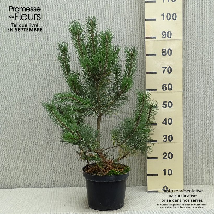Spécimen de Pin de montagne - Pinus mugo Gnom Pot de 7,5L/10L tel que livré en été