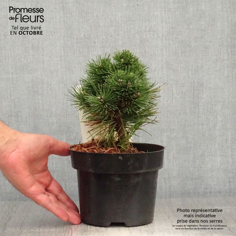 Spécimen de Pin de montagne - Pinus mugo Heideperle Pot de 2L/3L tel que livré en automne