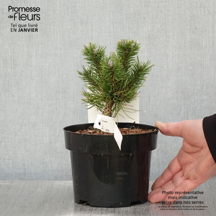 Spécimen de Pin de montagne - Pinus mugo Heideperle tel que livré en hiver