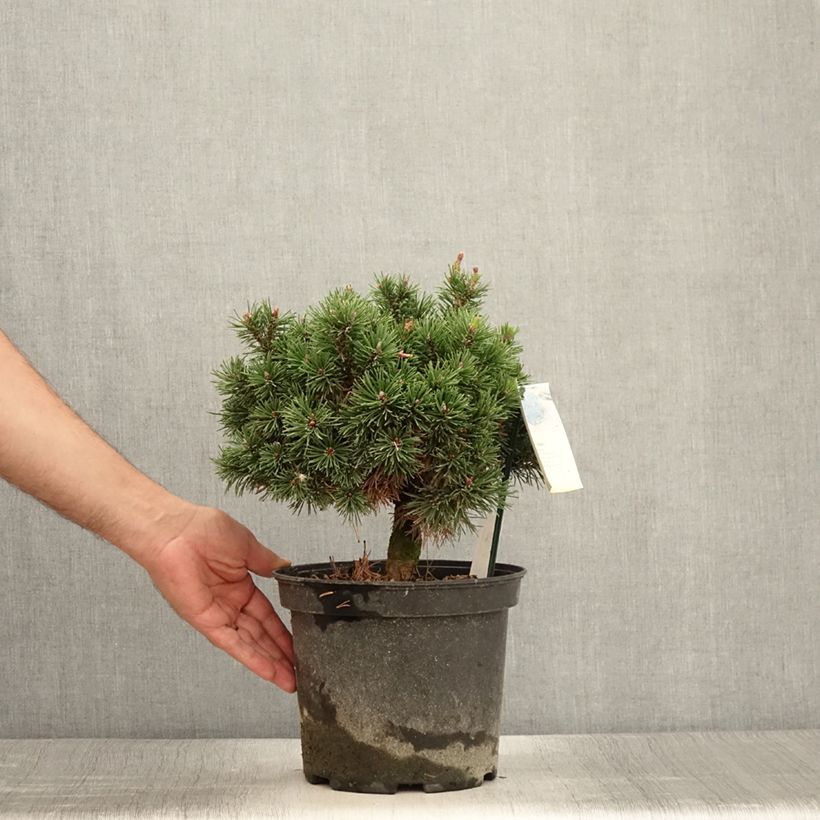 Spécimen de Pin de montagne - Pinus mugo Lilliput                        Pot de 4L/5L tel que livré en été