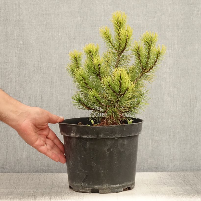 Spécimen de Pin de montagne - Pinus mugo Ophir Pot de 2L/3L tel que livré en été