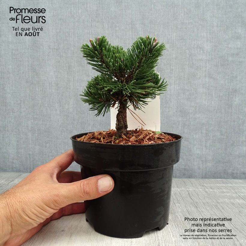 Spécimen de Pin de montagne - Pinus mugo Sherwood Compact Pot de 2L/3L tel que livré en été