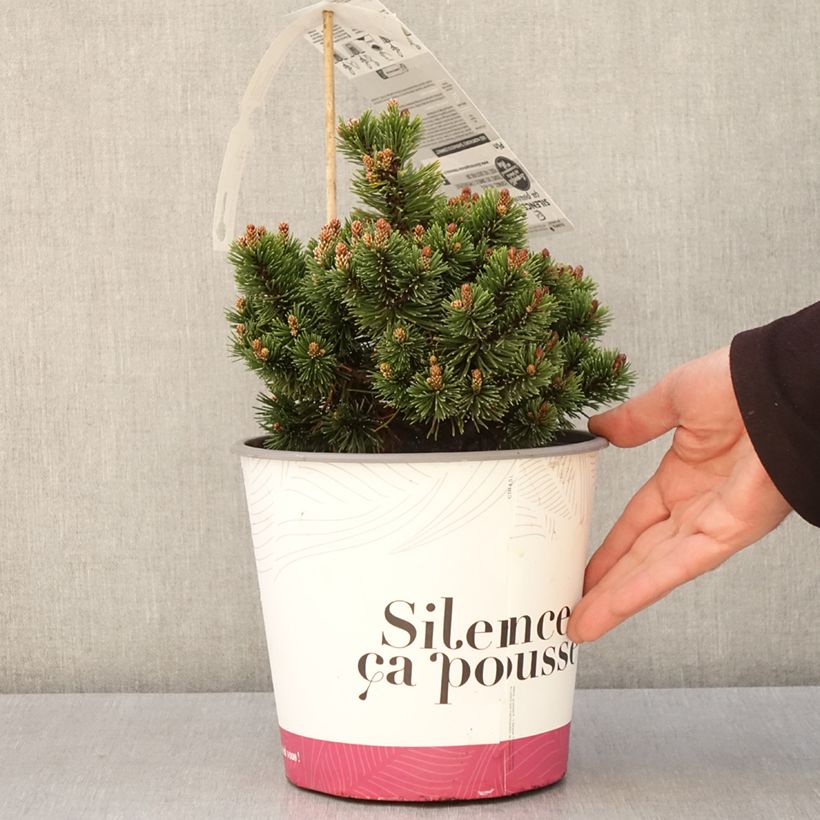Spécimen de Pin de montagne - Pinus mugo Sherwood Compact en pot de 2l/3l tel que livré au printemps