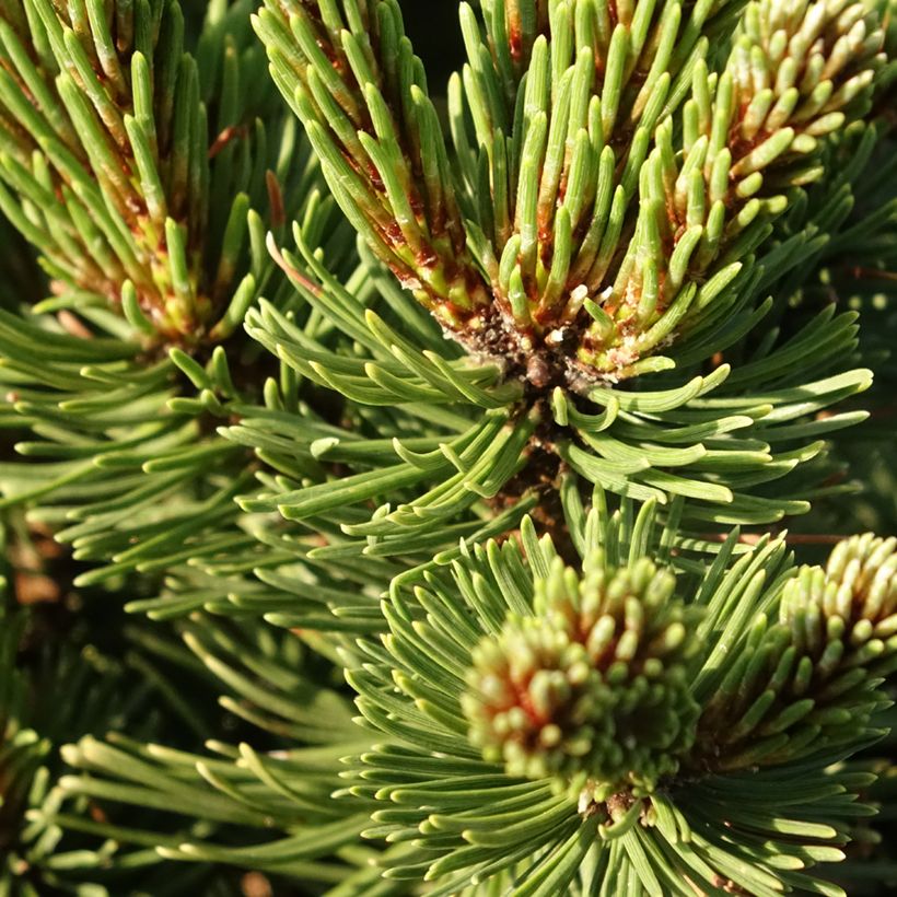 Pin de montagne - Pinus mugo Sherwood Compact (Feuillage)