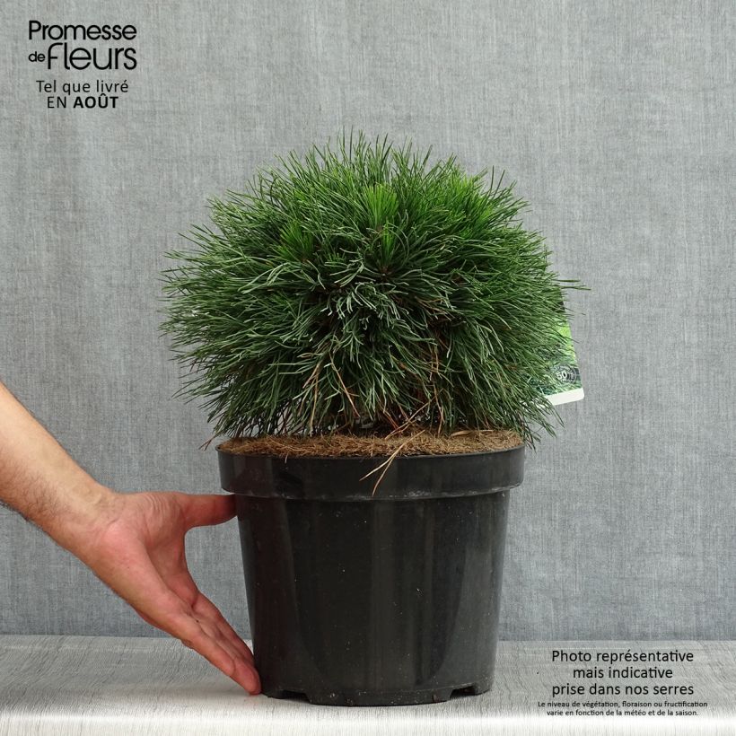 Spécimen de Pin de montagne - Pinus mugo Varella Pot de 7,5L/10L tel que livré en été
