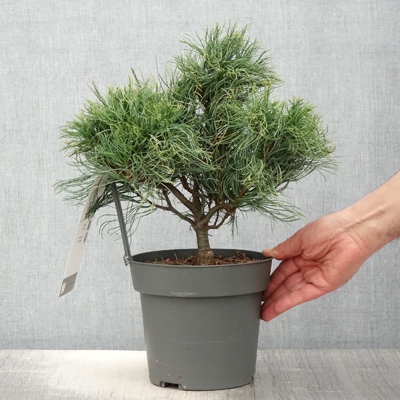 Spécimen de Pin de Weymouth nain - Pinus strobus Green Twist - Pot de 2L/3L tel que livré au printemps