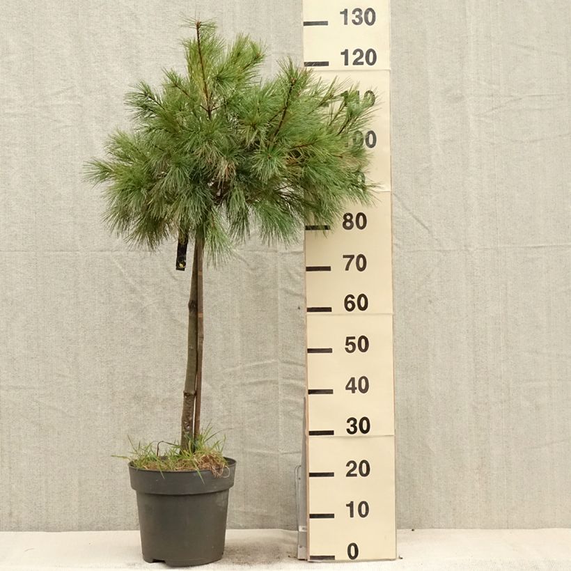 Spécimen de Pin de Weymouth nain - Pinus strobus Mary Butler - Pot de 7,5L/10L tel que livré au printemps