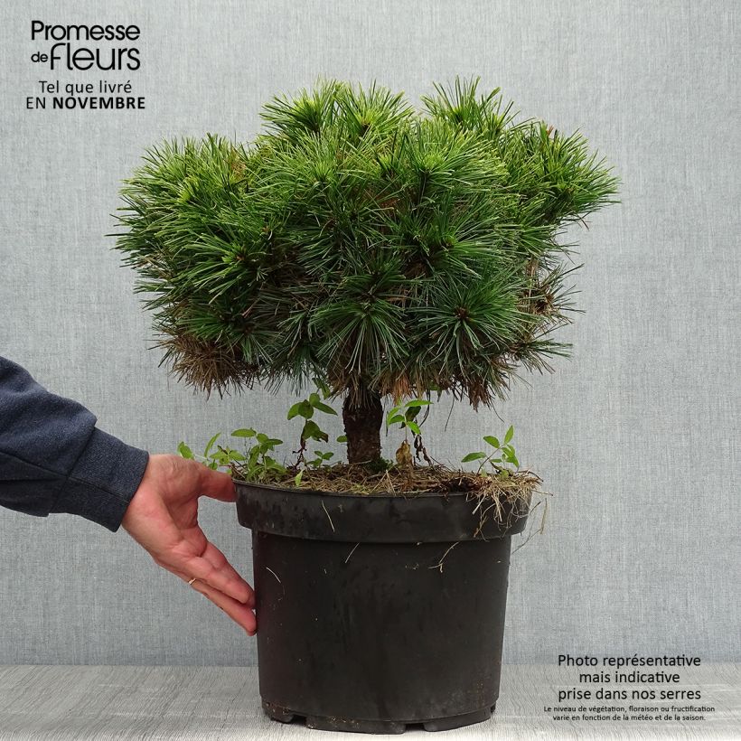 Spécimen de Pin de Weymouth nain - Pinus strobus Minuta Pot de 7,5L/10L tel que livré en automne