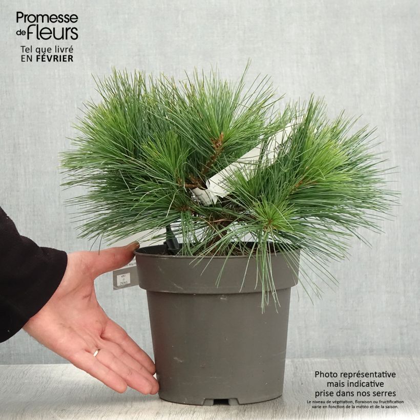 Spécimen de Pin de Weymouth nain - Pinus strobus Niagara Falls tel que livré en hiver