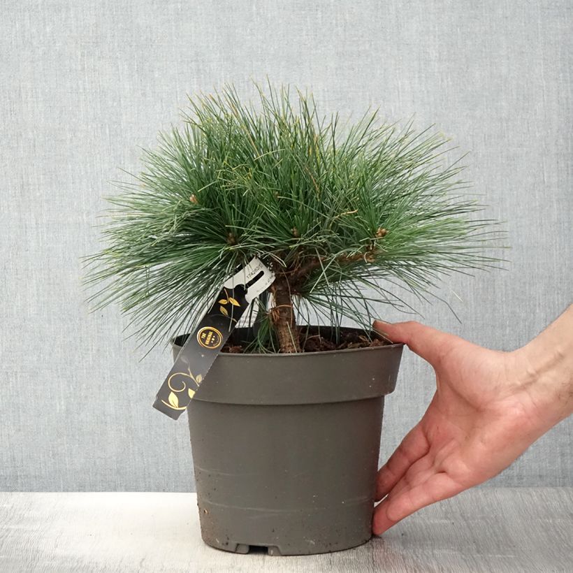 Spécimen de Pin de Weymouth nain - Pinus strobus Niagara Falls - Pot de 3L/4L tel que livré au printemps