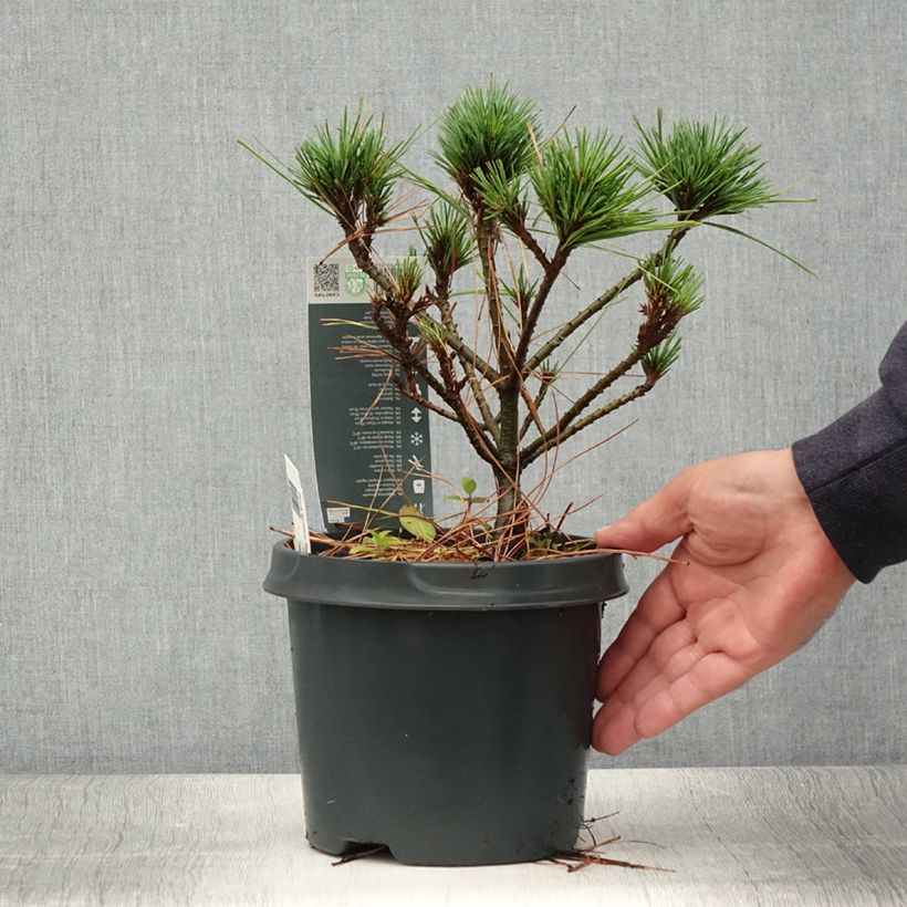 Spécimen de Pin de Weymouth nain - Pinus strobus Radiata Pot de 3L/4L tel que livré en été