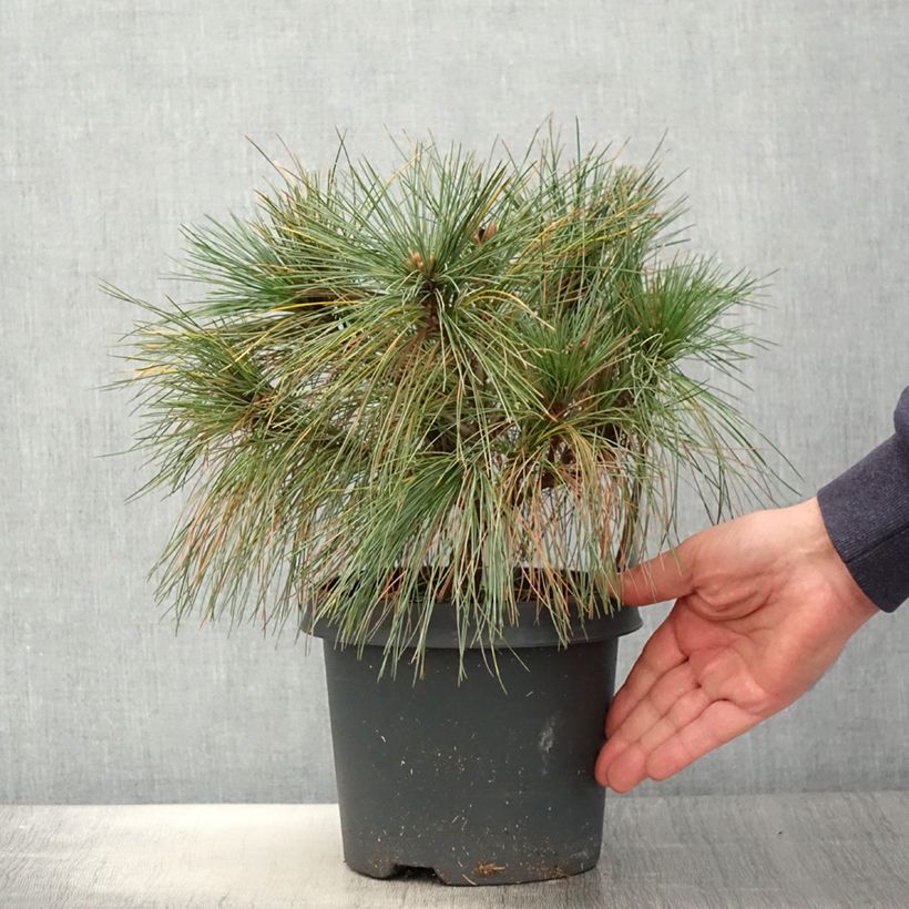 Spécimen de Pin de Weymouth nain - Pinus strobus Radiata Pot de 3L tel que livré au printemps