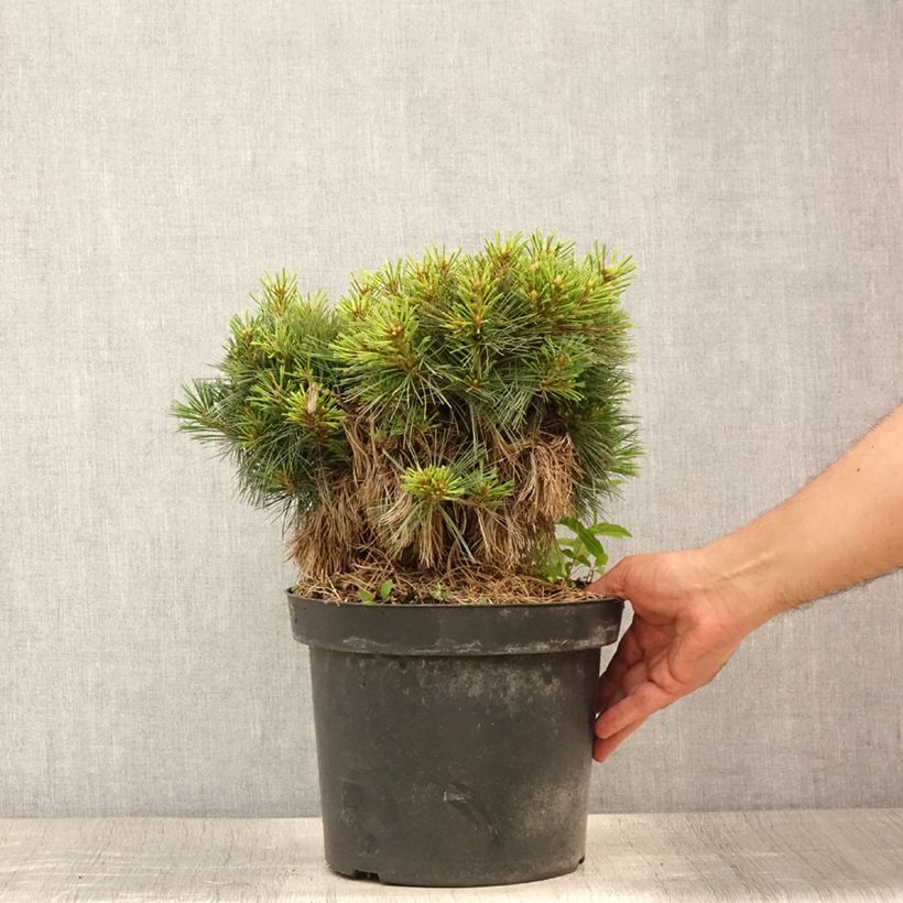 Spécimen de Pin de Weymouth - Pinus strobus Ontario                        Pot de 7,5L/10L, Tige de 60 cm tel que livré en été